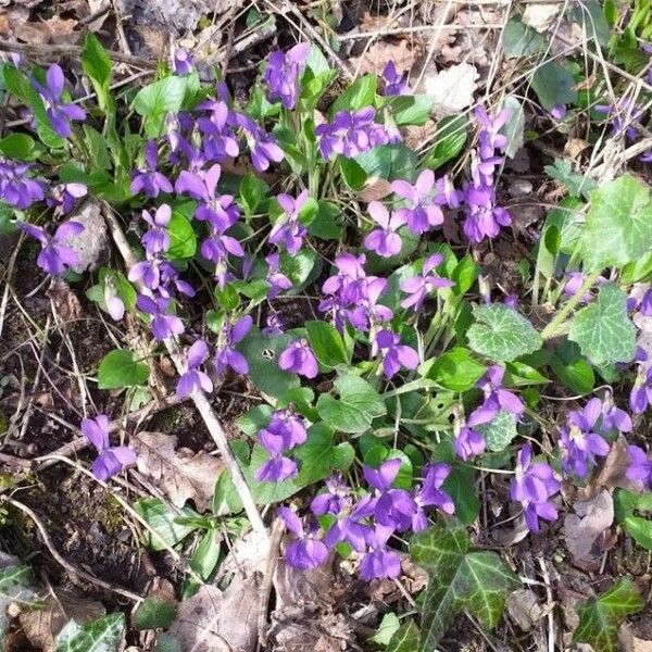 Viola odorata പുഷ്പം