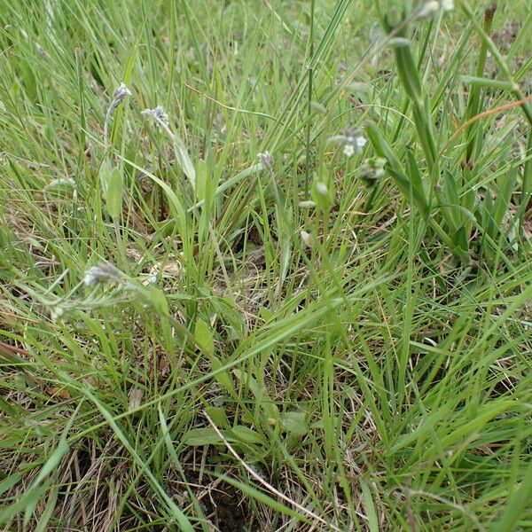 Myosotis discolor عادت داشتن