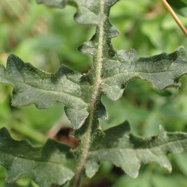 Erucastrum nasturtiifolium Corteza
