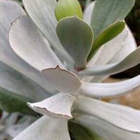 Cotyledon barbeyi Blad