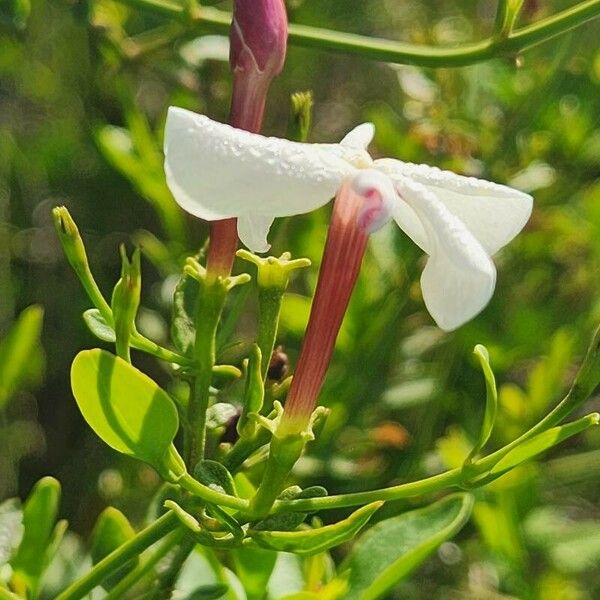 Jasminum grandiflorum Fleur