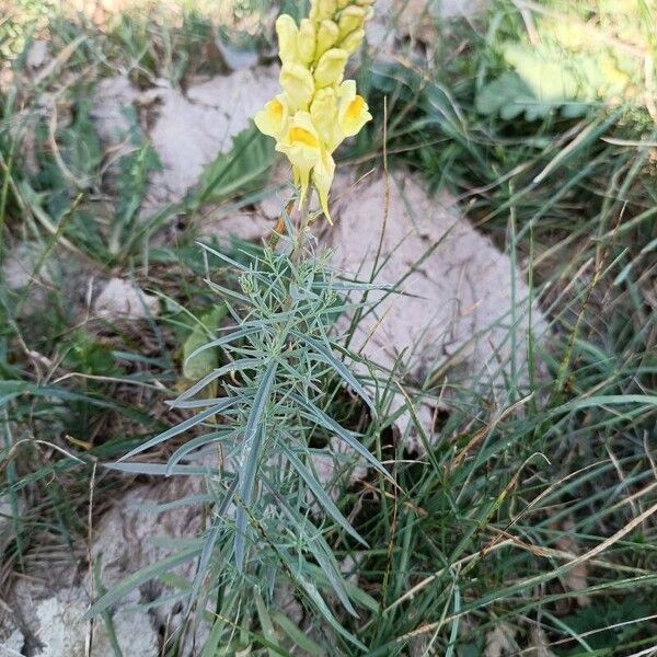 Linaria angustissima Агульны выгляд