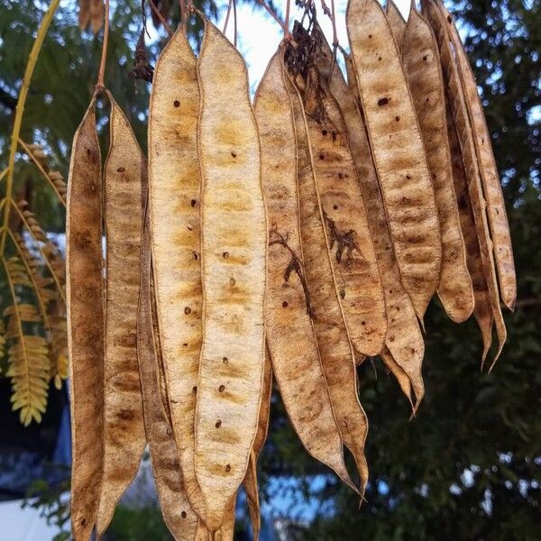 Albizia julibrissin Fruit