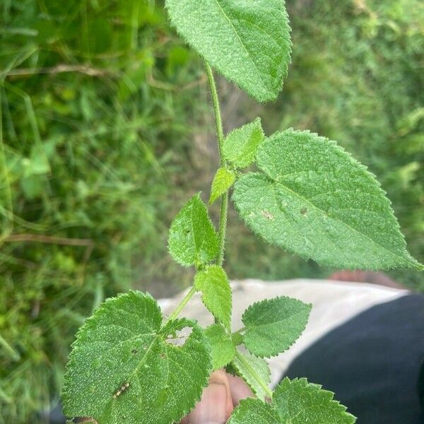 Tragia cordata Leaf