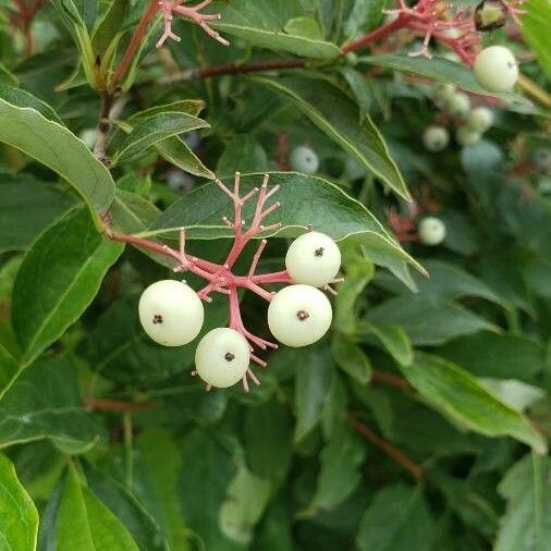 Cornus racemosa Flower