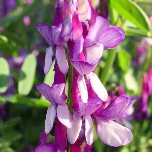 Vicia villosa Blomma