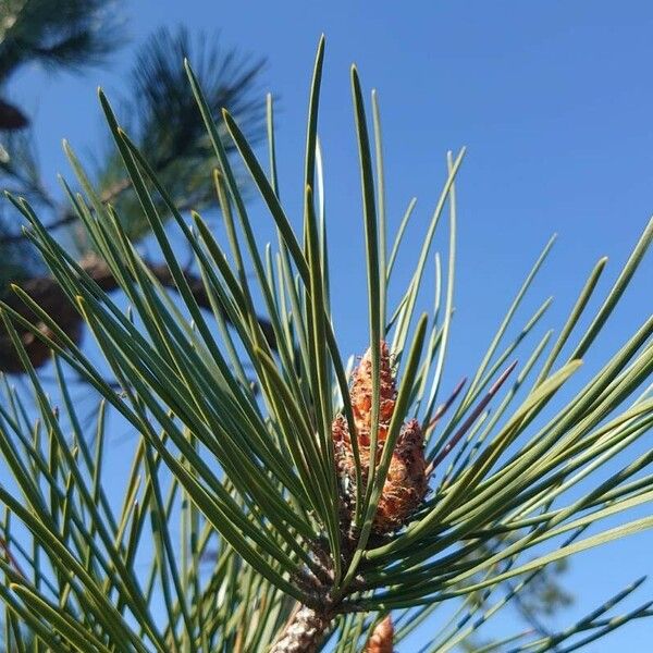 Pinus pinaster Λουλούδι