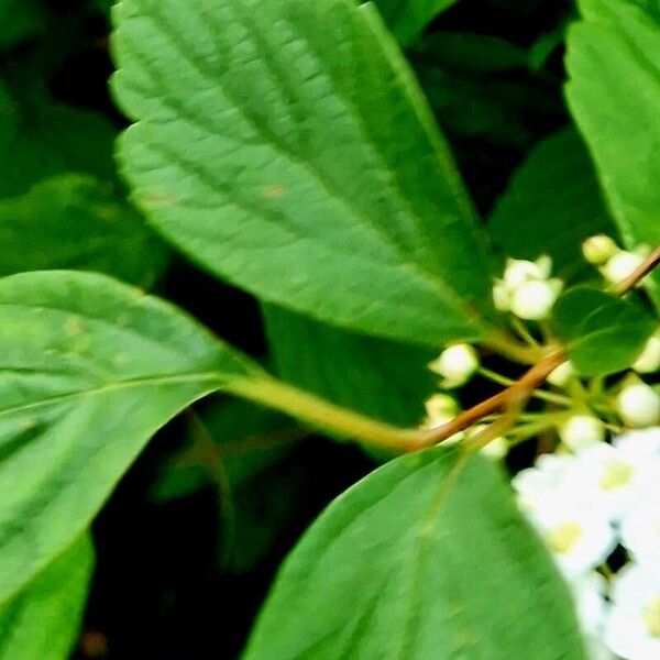 Spiraea cantoniensis List