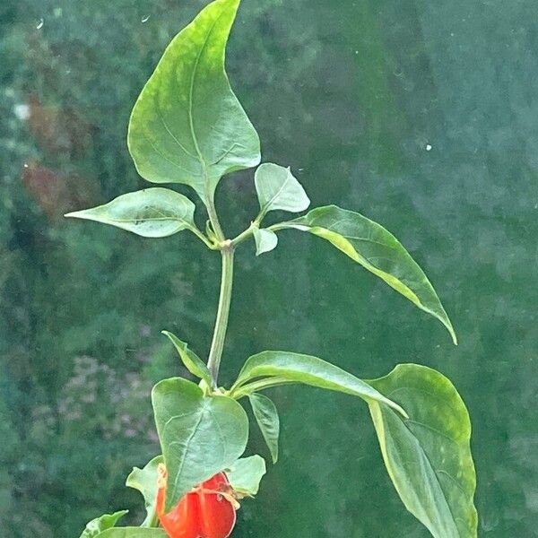 Capsicum frutescens Feuille