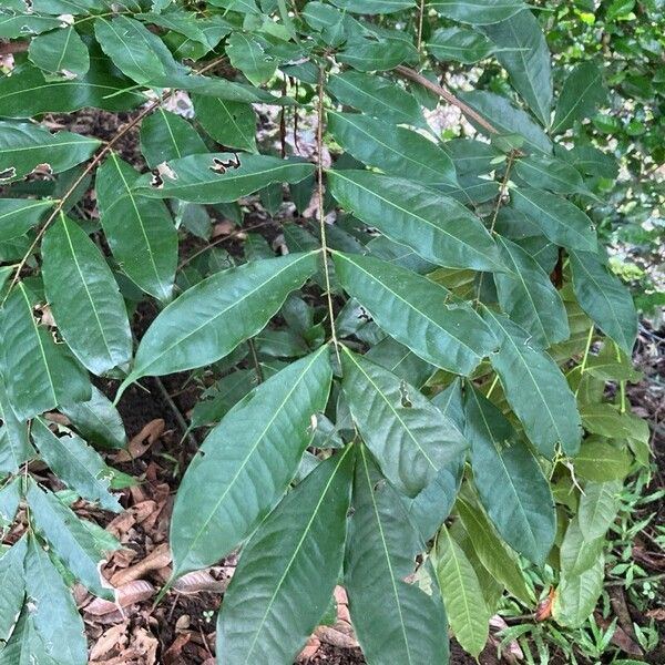 Brownea ariza Leaf
