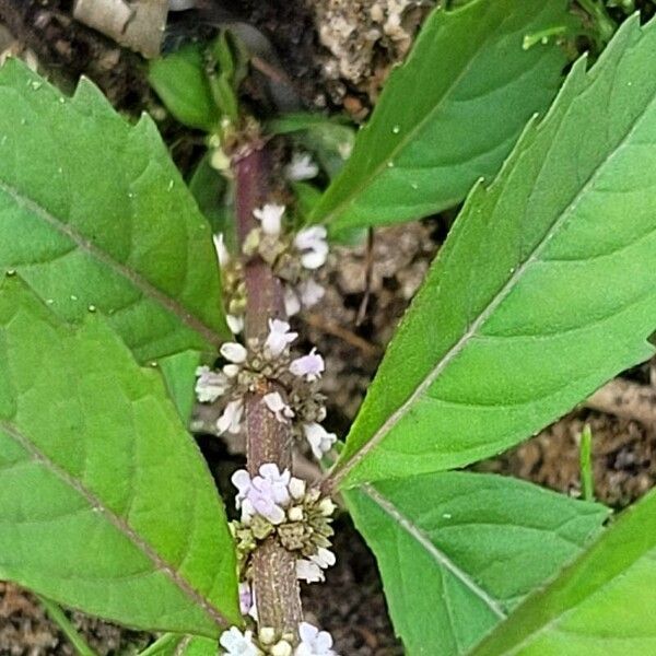 Lycopus uniflorus Lorea