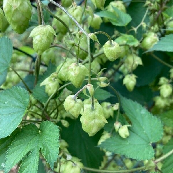 Humulus lupulus Plod