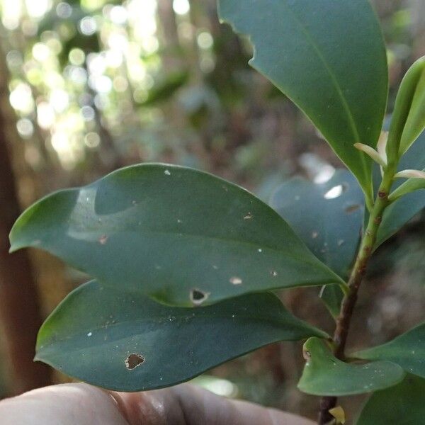 Myrsine arborea Blad