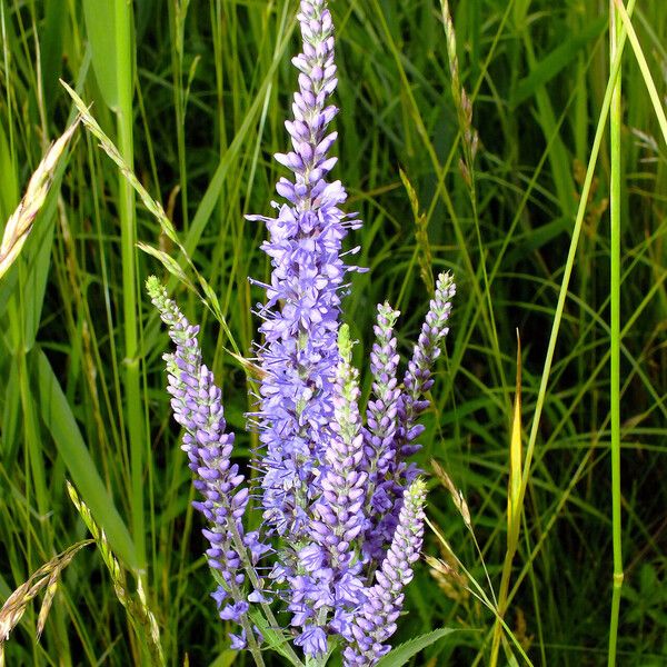 Veronica longifolia 花