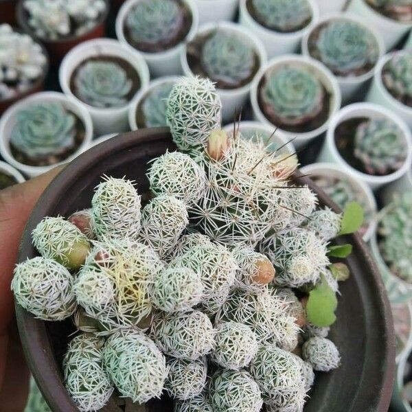 Mammillaria gracilis Lehti