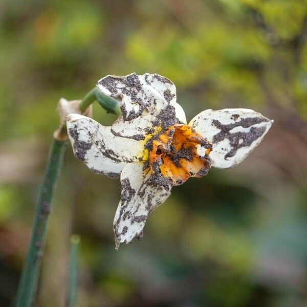 Narcissus poeticus Flor