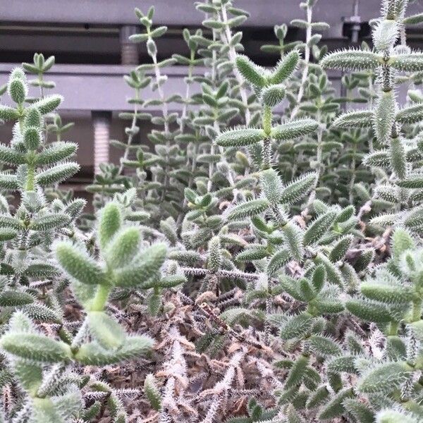 Delosperma echinatum Celota