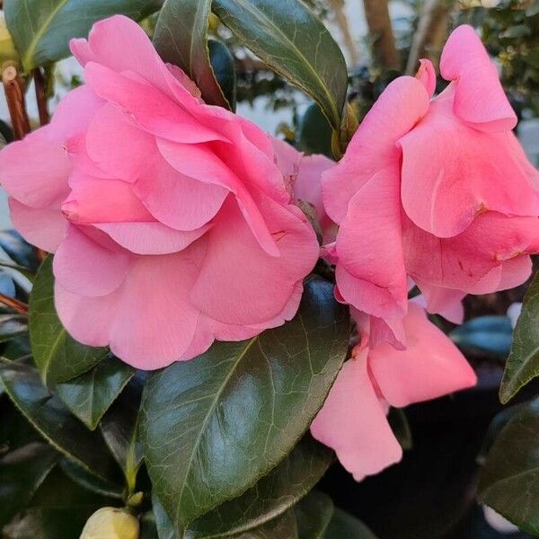 Camellia japonica Flor