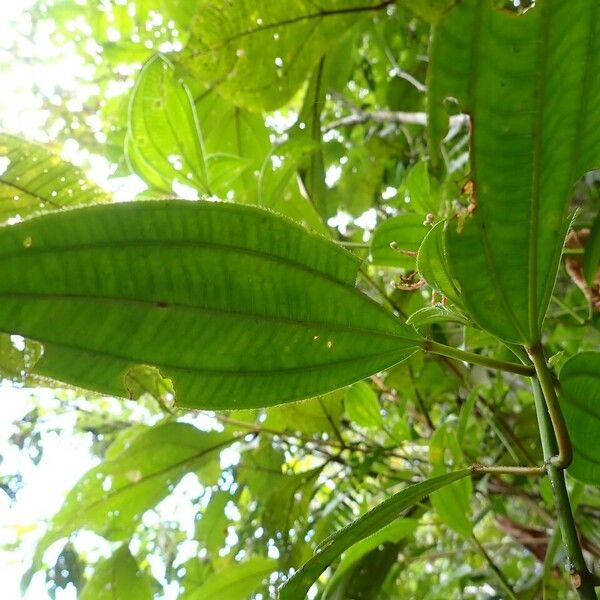 Miconia ciliata Лист