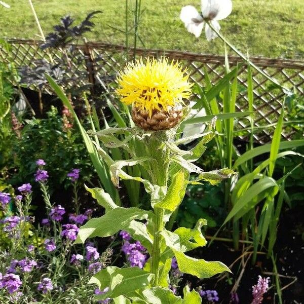 Centaurea macrocephala Çiçek