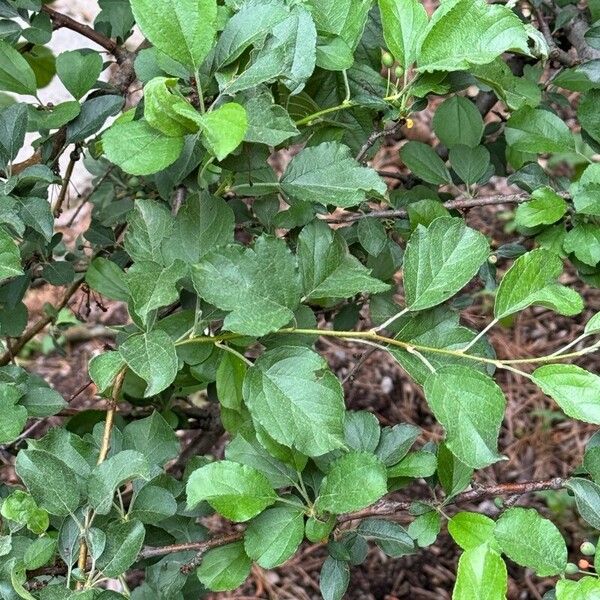 Malus coronaria Лист