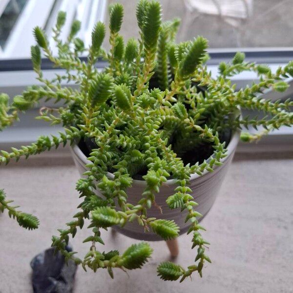 Crassula muscosa List