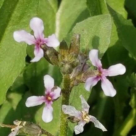 Chorispora tenella Flower