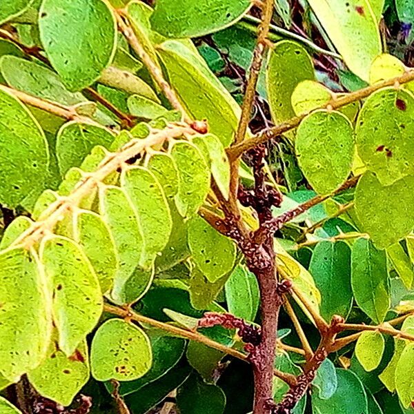 Cnestis ferruginea Leaf