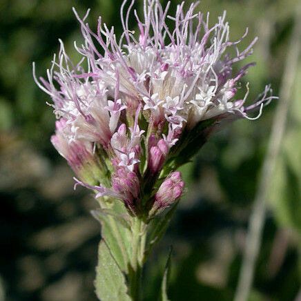 Ageratina occidentalis Λουλούδι