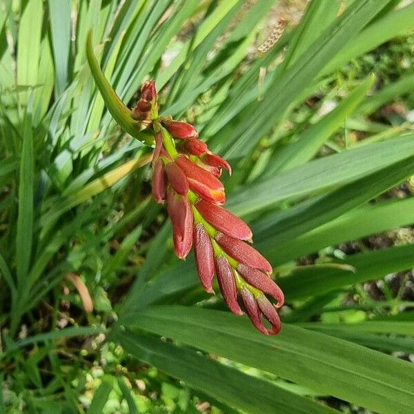 Crocosmia aurea Flor