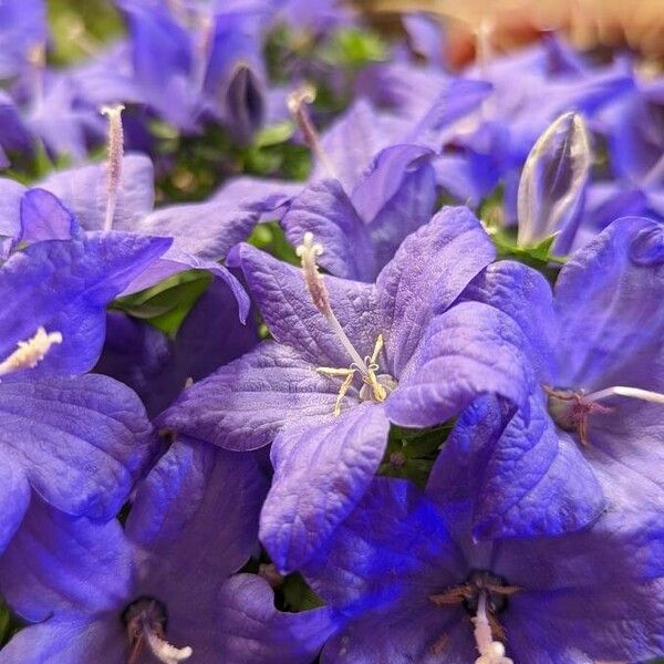 Campanula carpatica Цветок