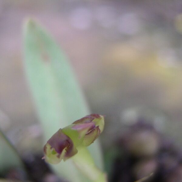 Bulbophyllum carnosisepalum Blomma