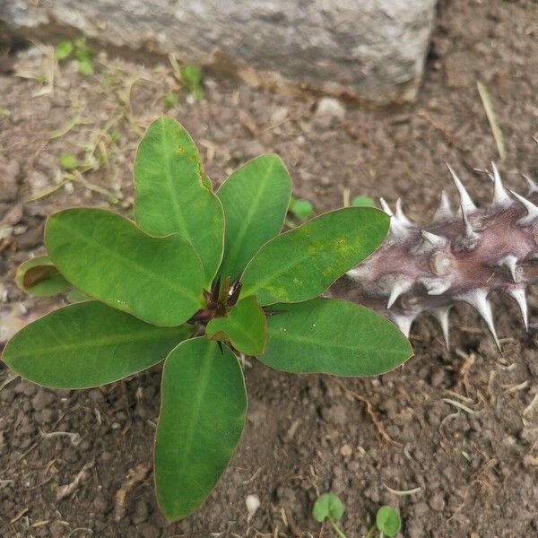 Euphorbia milii Foglia