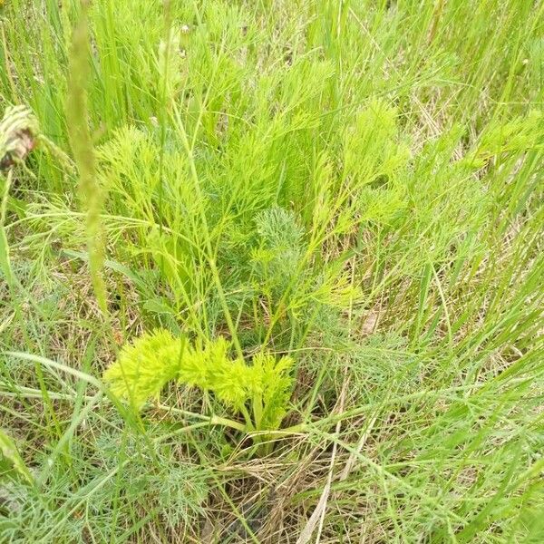 Artemisia abrotanum পাতা