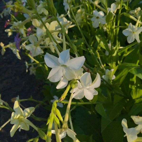 Nicotiana alata Flower