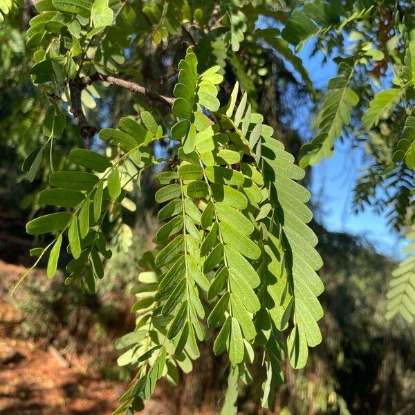 Tamarindus indica 葉