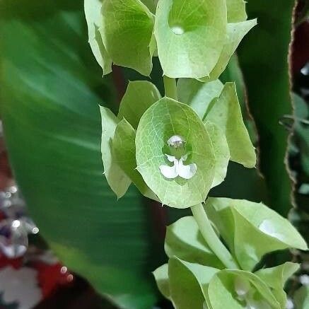 Moluccella laevis Flor