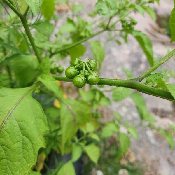 Solanum americanum Frutto