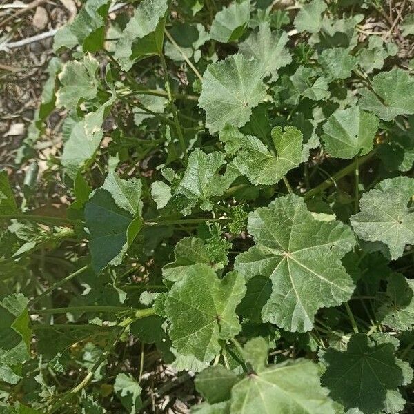 Malva parviflora Habit