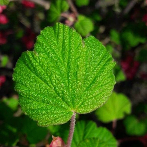 Ribes sanguineum 葉