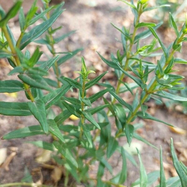 Scutellaria baicalensis 葉