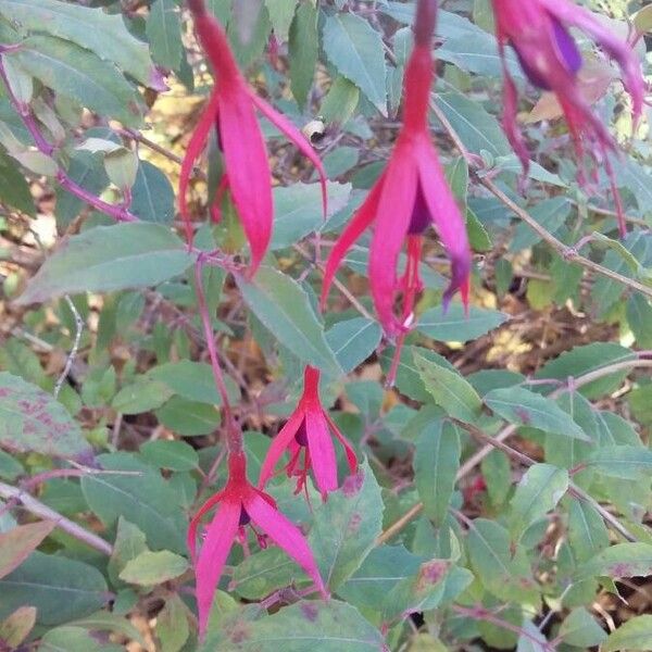 Fuchsia magellanica Flors