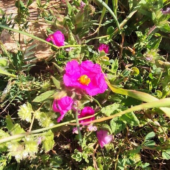 Cistus crispus Blüte