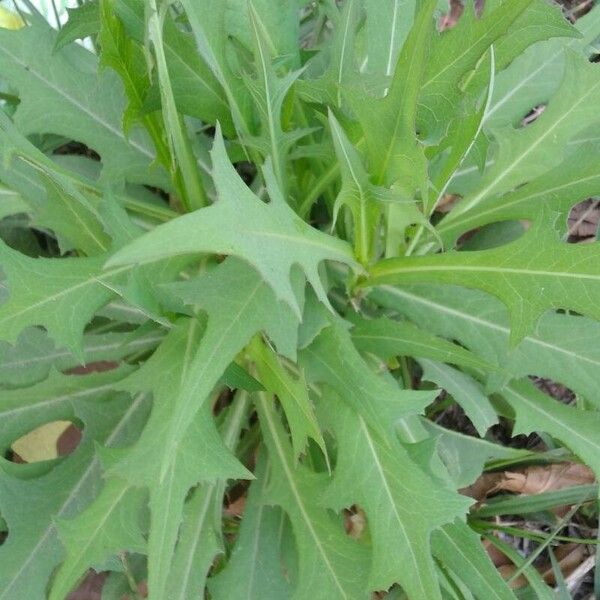 Lactuca canadensis Ліст