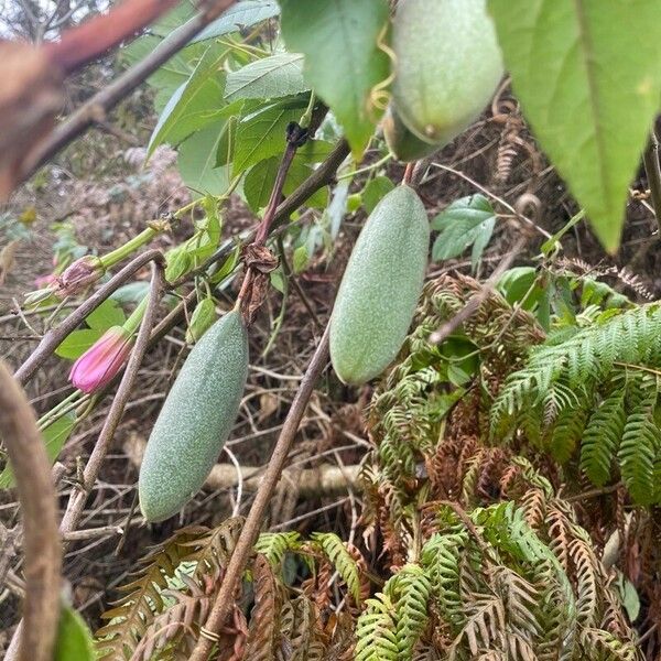 Passiflora tripartita Fruit