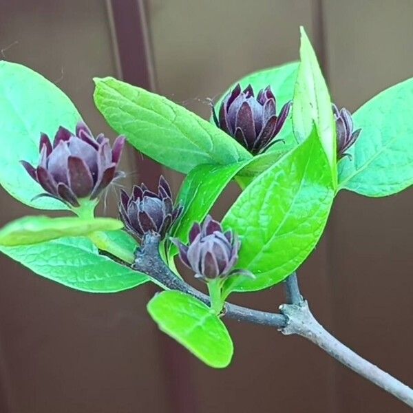 Calycanthus floridus Flower