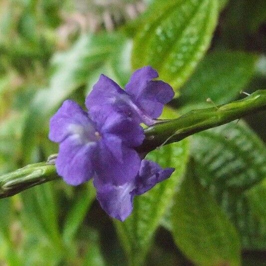 Stachytarpheta urticifolia Flor