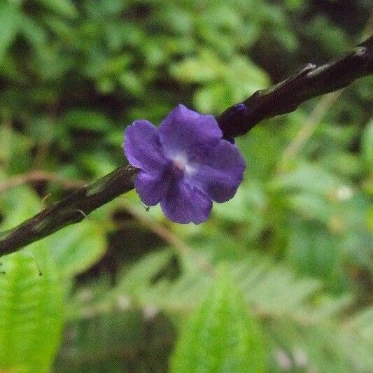 Stachytarpheta urticifolia Flor