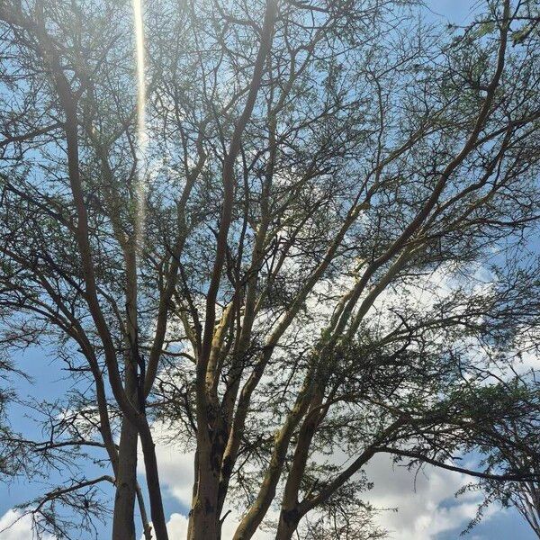 Vachellia xanthophloea Folha