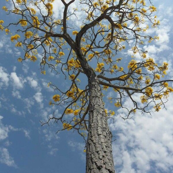 Tabebuia aurea Flor